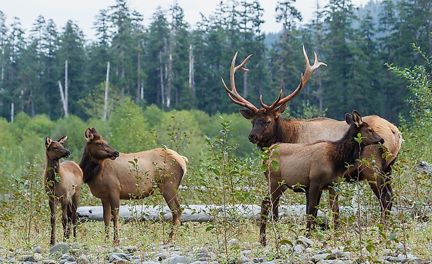 Roosevelt elk herd, Pacific Northwest rainforest.
