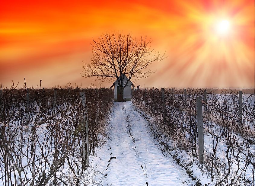 Winter vineyard landscape in Healdsburg, Sonoma County, California, with snow-covered grapevines.