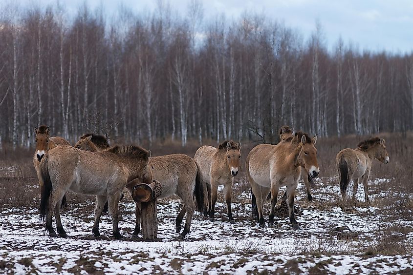 Wild horses (Equus przewalskii) in the winter season of the Chernobyl Exclusion Zone, Ukraine.