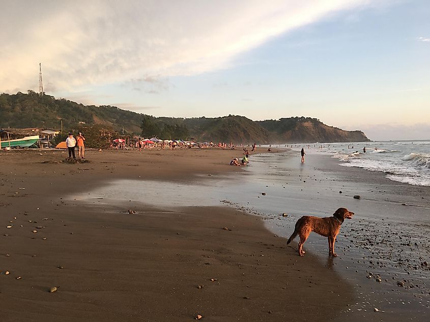 A dog looks pensively out over the ocean as the sun sets on a rugged, populated beach in Ecuador