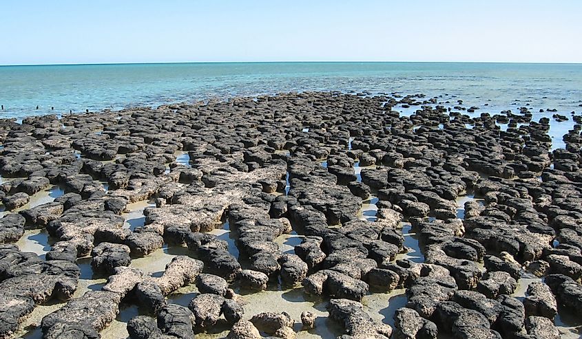Stromatolites at Hamelin Pool, Western Australia.