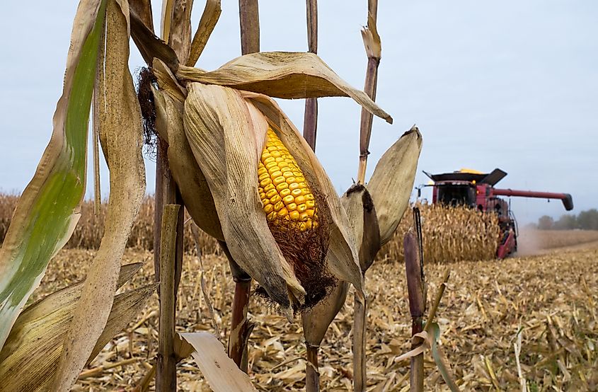 A combine harvesting a cornfield in rural Minnesota.