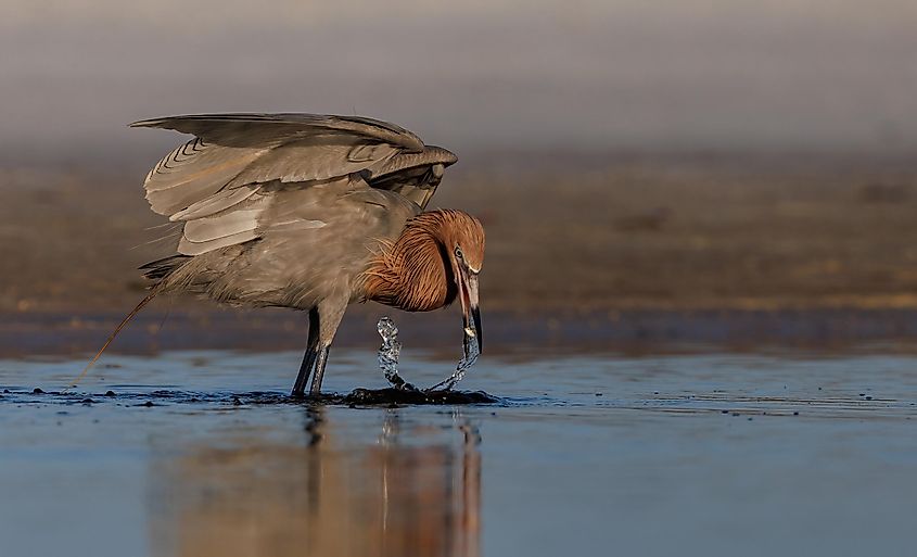 A reddish egret in Florida.