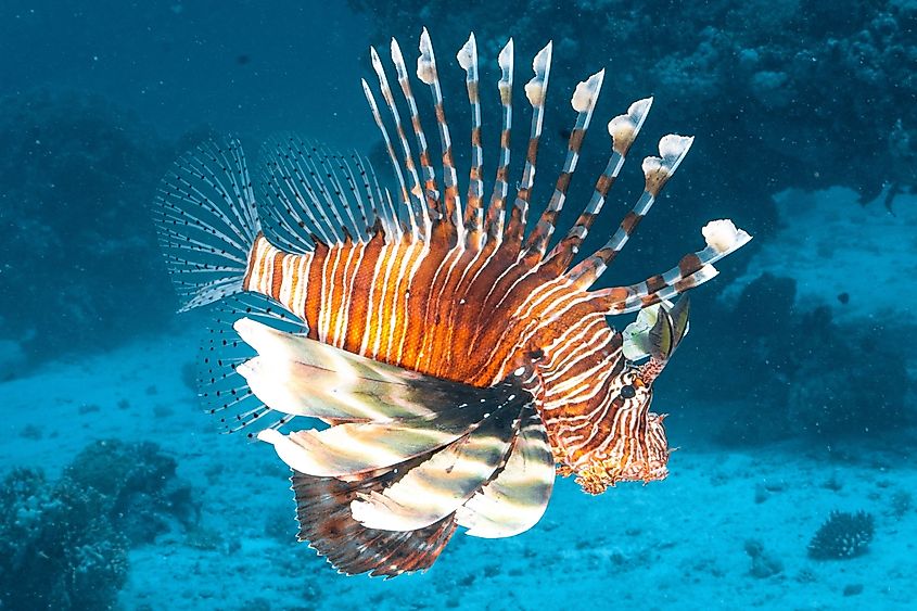A close-up of a red lionfish.