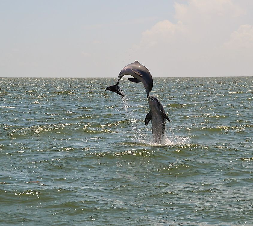Two dolphins in Mississippi Sound