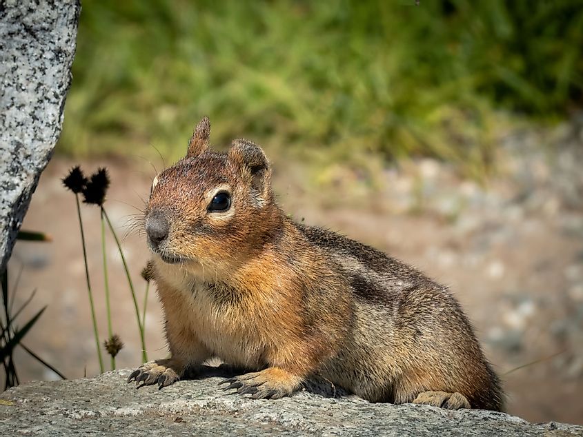 A ground squirrel sits atop Cascade Pass at North Cascades National Park