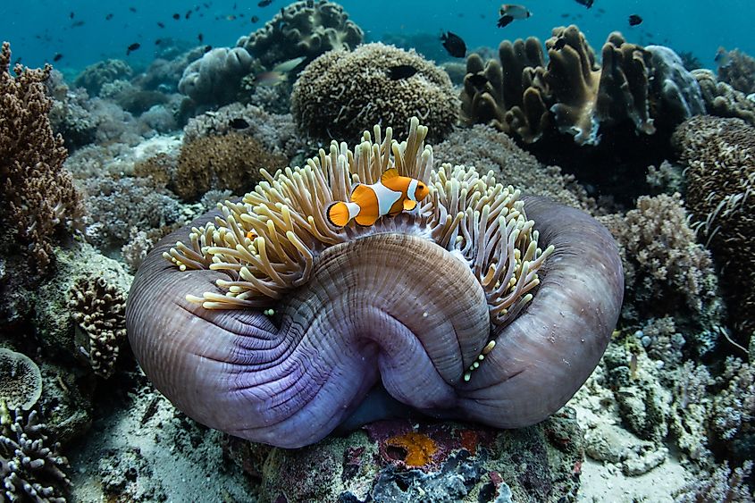 A False clownfish (Amphiprion ocellaris) swims among the tentacles of its colorful host anemone on a coral reef in Raja Ampat, Indonesia.