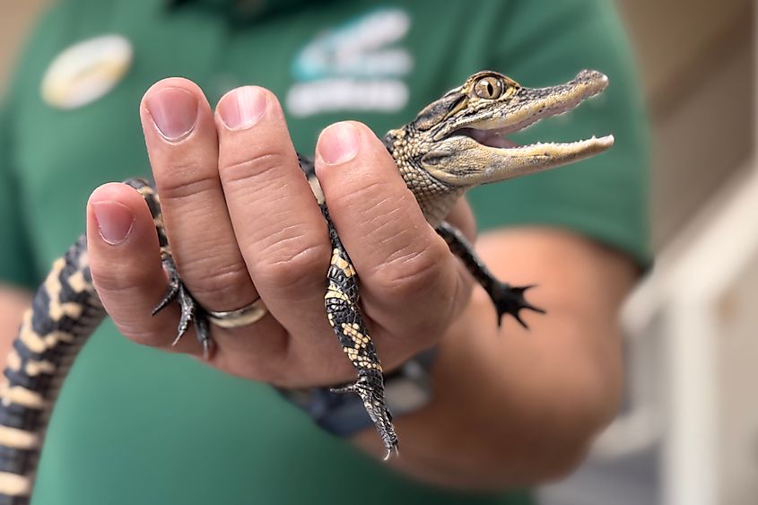 Baby alligator at Gatorland Image credit Bryan Dearsley
