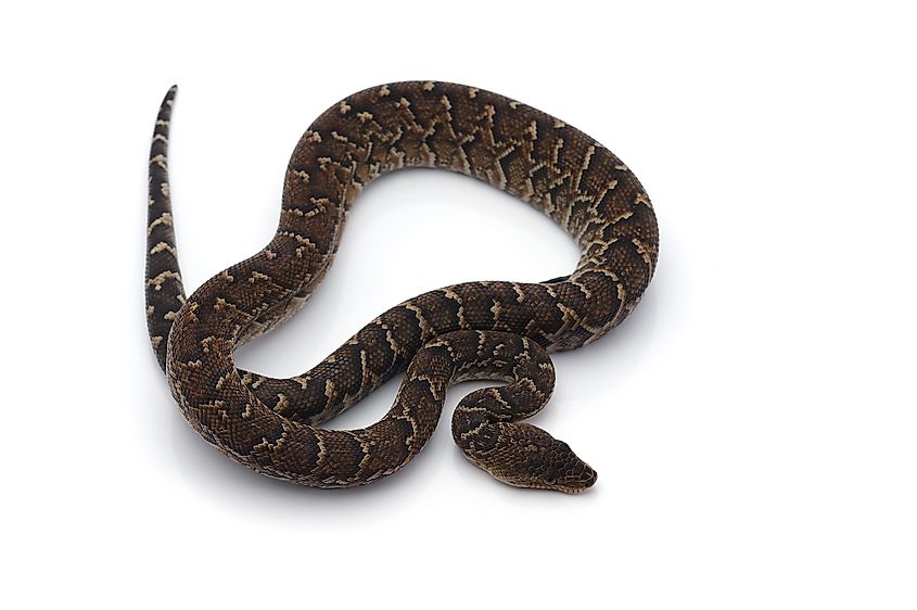 cuban boa