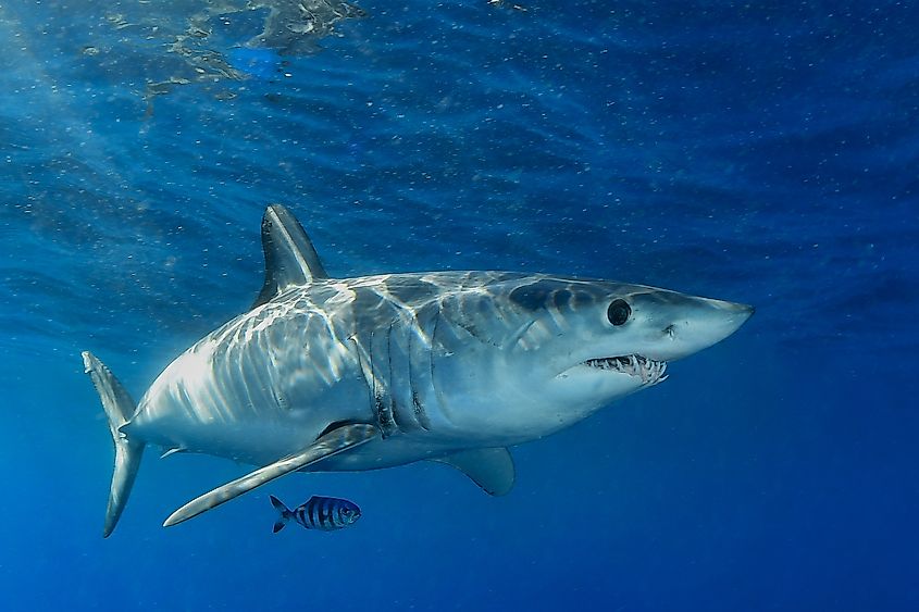 Shortfin mako shark with pilot fish.