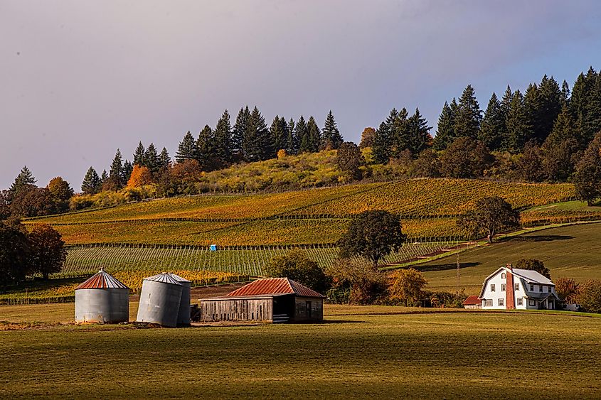 Dundee Hills near Newberg Oregon , Wine Country