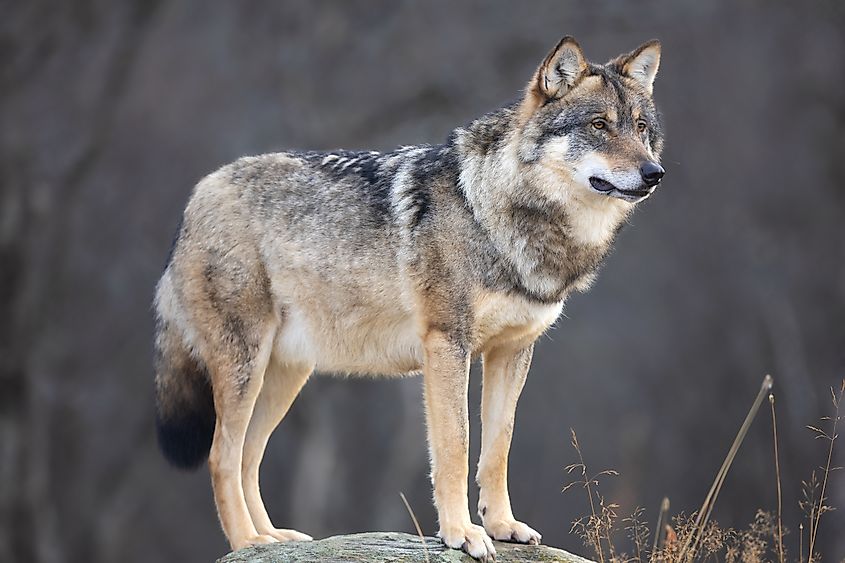 Large male grey wolf in profile standing on a rock looking for prey.