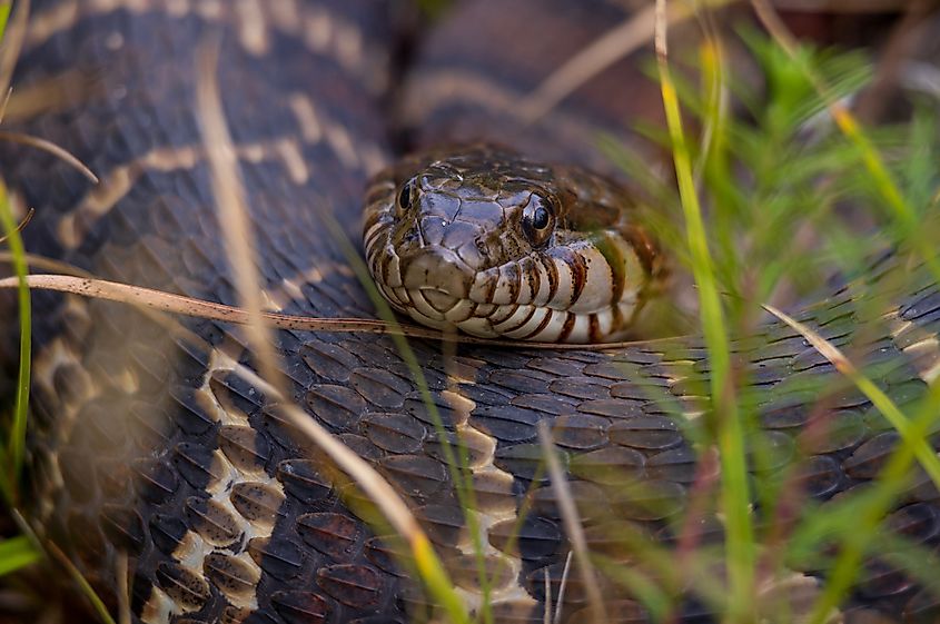 Plain bellied water snake warming itself.