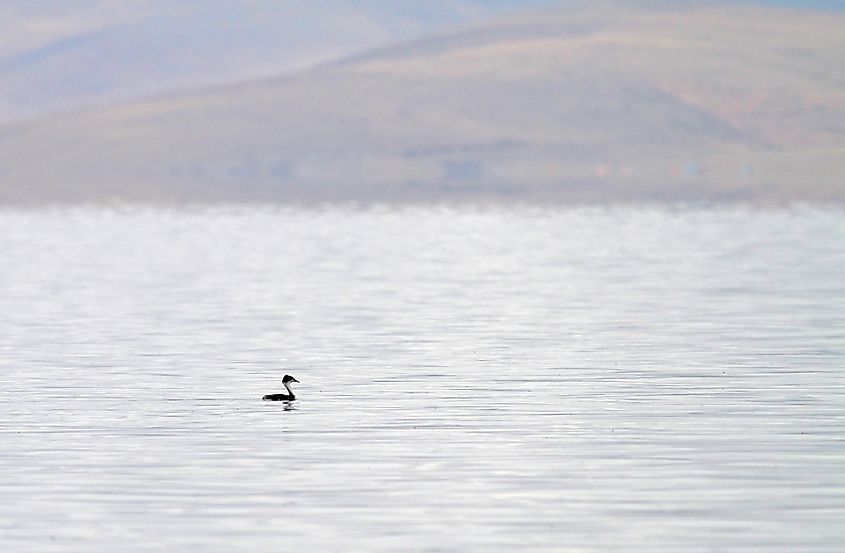 Junin Grebe (Podiceps taczanowskii) is found only on Lake Junin in the highlands of Junin, west-central Peru. The current population is estimated at less than 250. Via Shutterstock / Agami Photo Agency