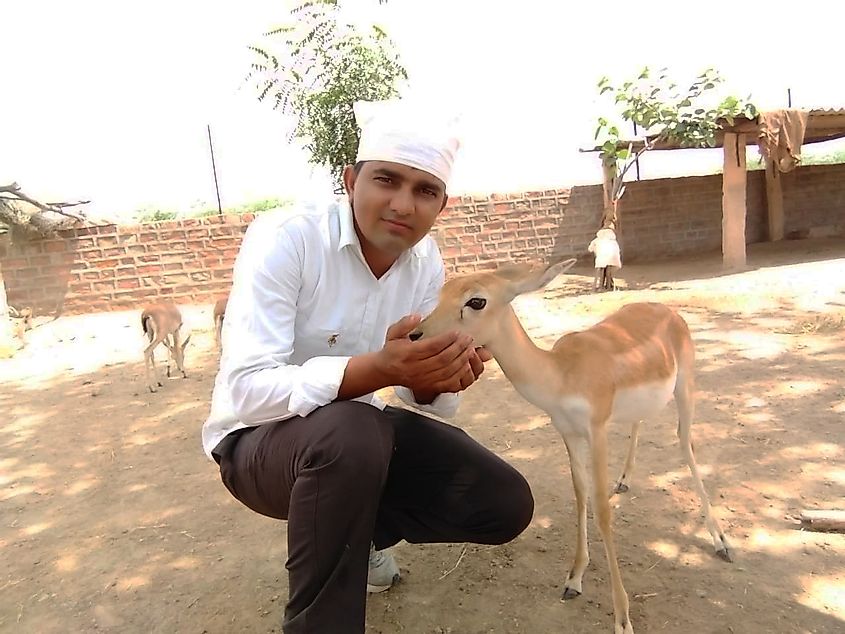 Bishnoi and animal relation