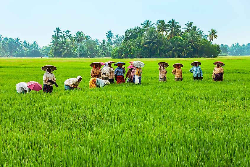Unidentified farmers working in a rice field in Alappuzha, Kerala, India.