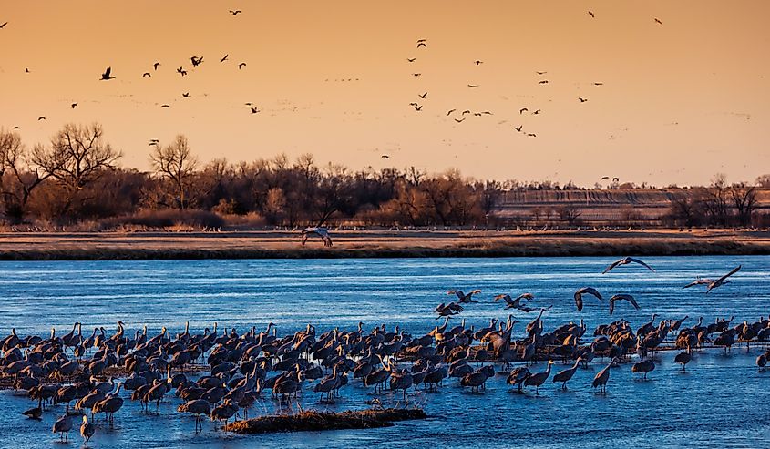 Migratory Sandhill Cranes fly over a cornfield in Grand Island as part of their spring migration