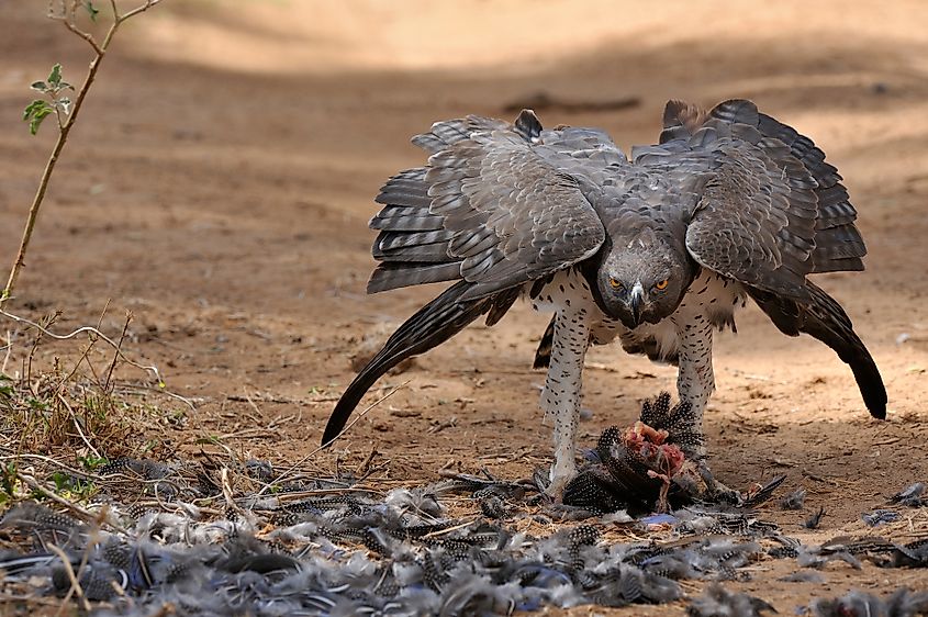 martial eagle