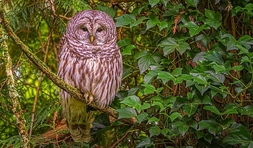 A Mature barred Owl, perched on a branch in Pioneer Park on Mercer Island