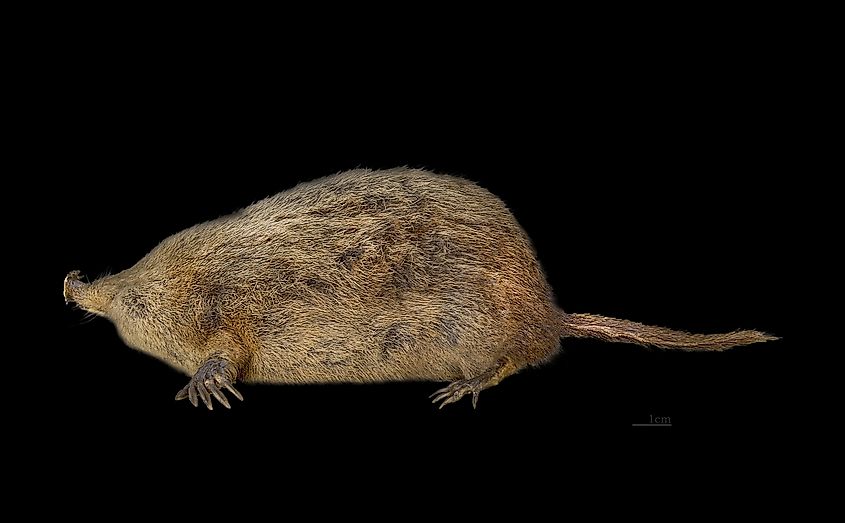 Star nosed mole specimen in a museum.