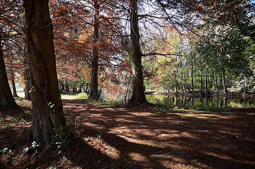 Fall scenery along the North Edisto River in Orangeburg, South Carolina.