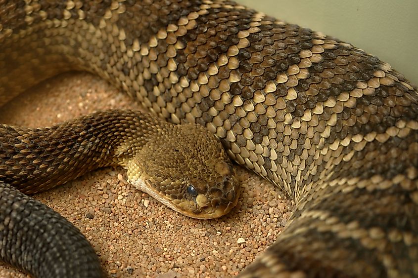 A basilisk rattlesnake