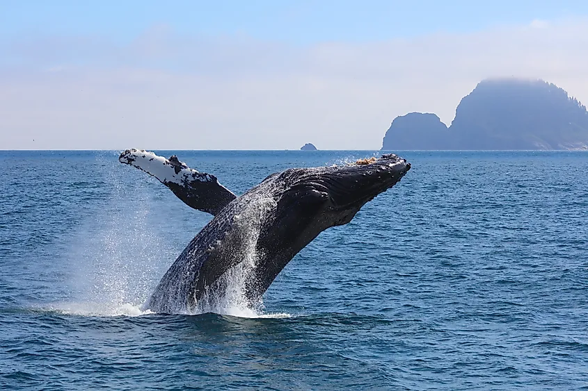 Humpback Whale Jumping Kenai Fjords National Park Cruise.