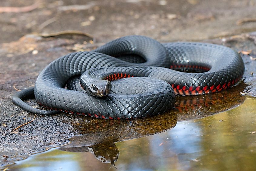 Red-bellied Black Snake with reflection in water.
