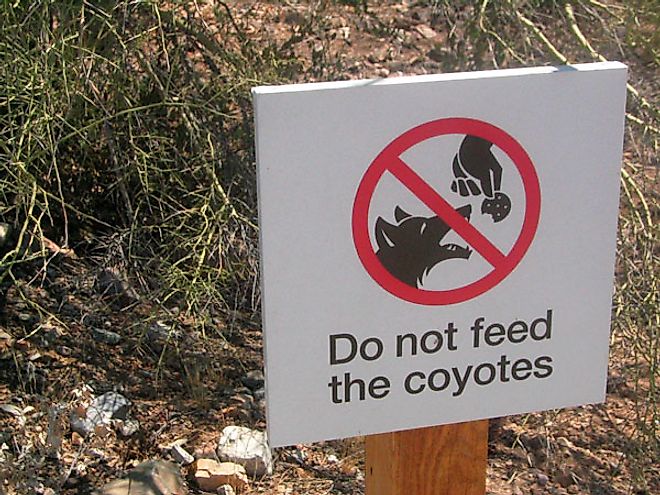 A sign at the Arizona-Sonora Desert Museum advises guests not to feed wild coyotes.