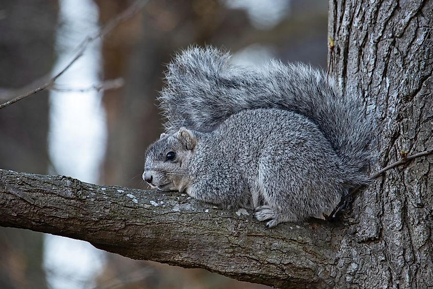 A Delmarva fox squirrel sitting on a branch.