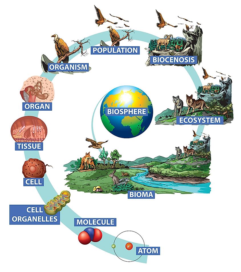 Illustration of the hierarchy of biological organization