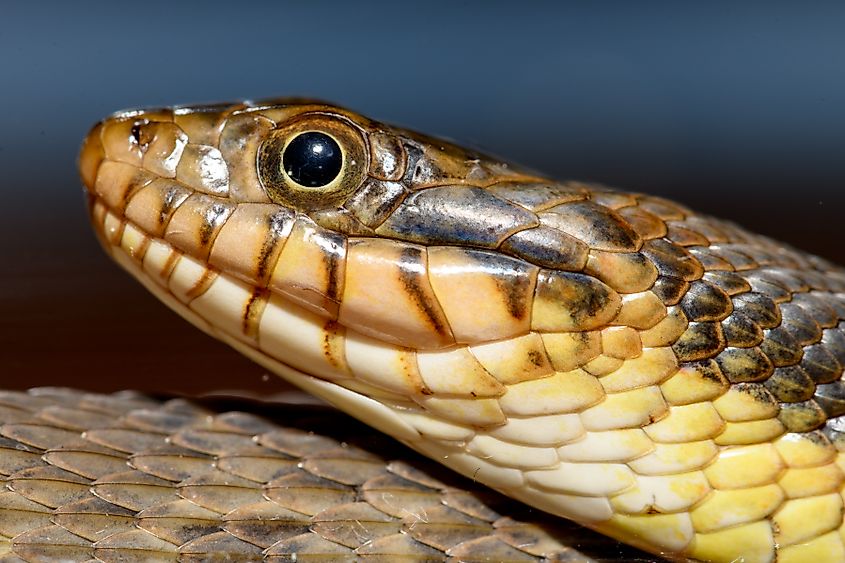 Plain-bellied water snake (Nerodia erythrogaster flavigaster).