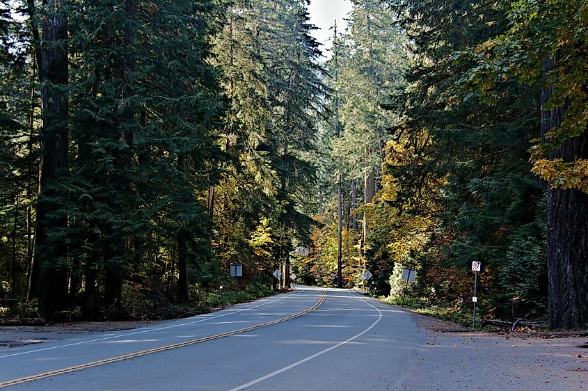 Highway 4 winding through Cathedral Grove on Vancouver Island.