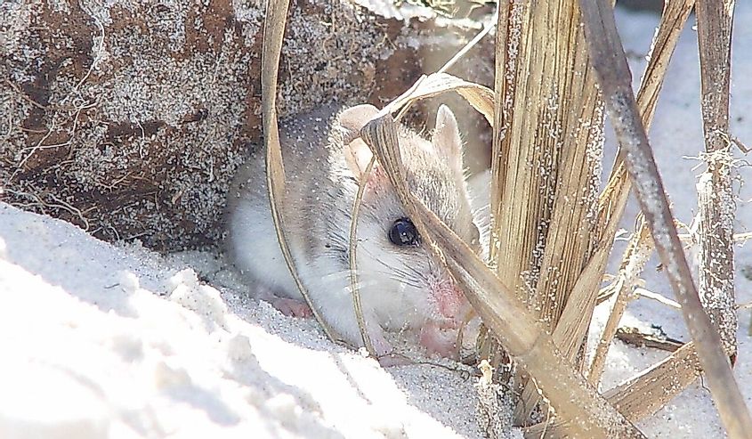 Alabama Beach Mouse (Peromyscus polionotus ammobates) in the Bon Secour National Wildlife Refuge, Alabama