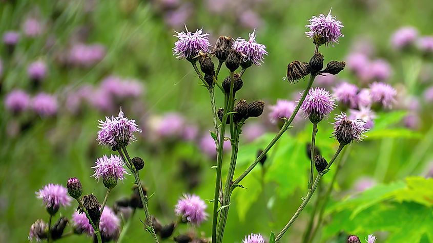 Wild Canada Thistle in blossom.