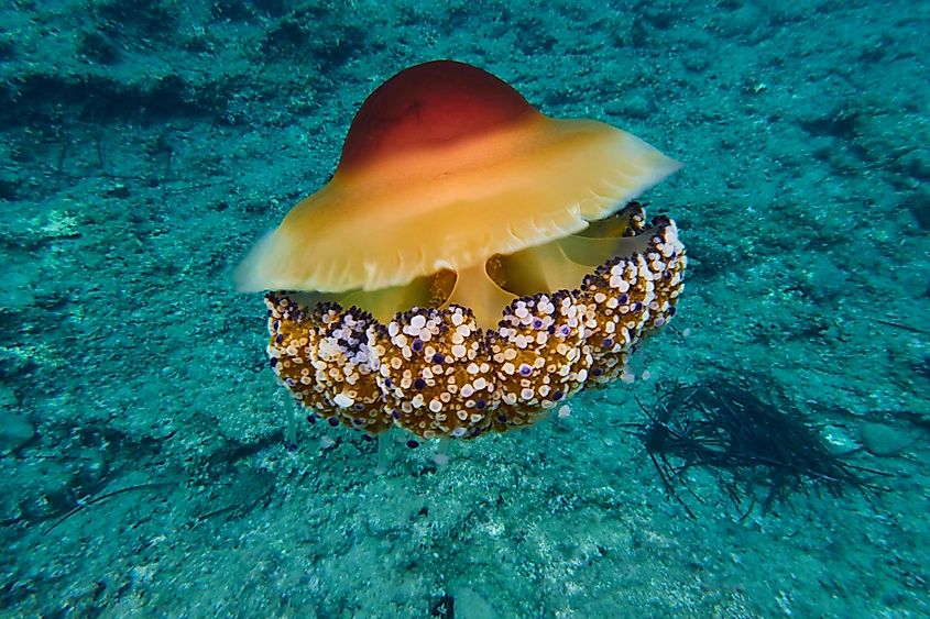 A colorful jellyfish in the sea.