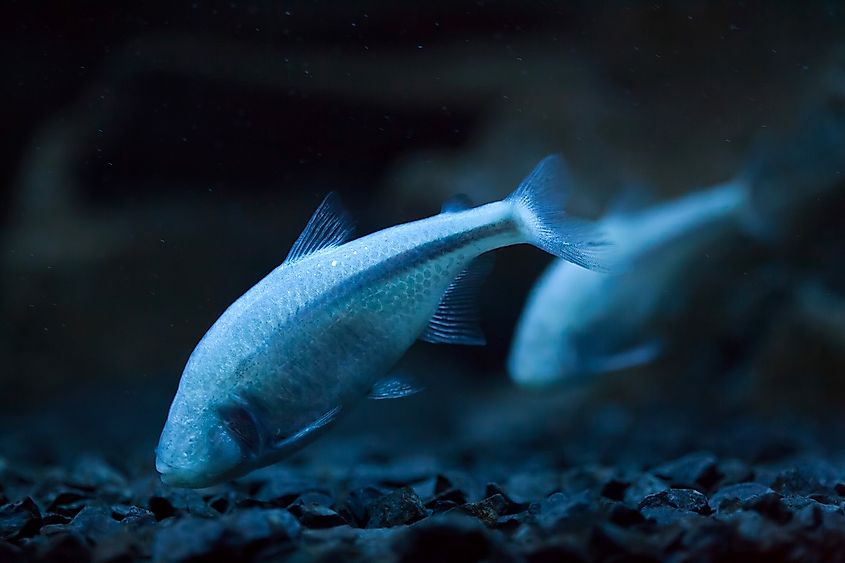 Blind Cave Tetras In Blue Light 