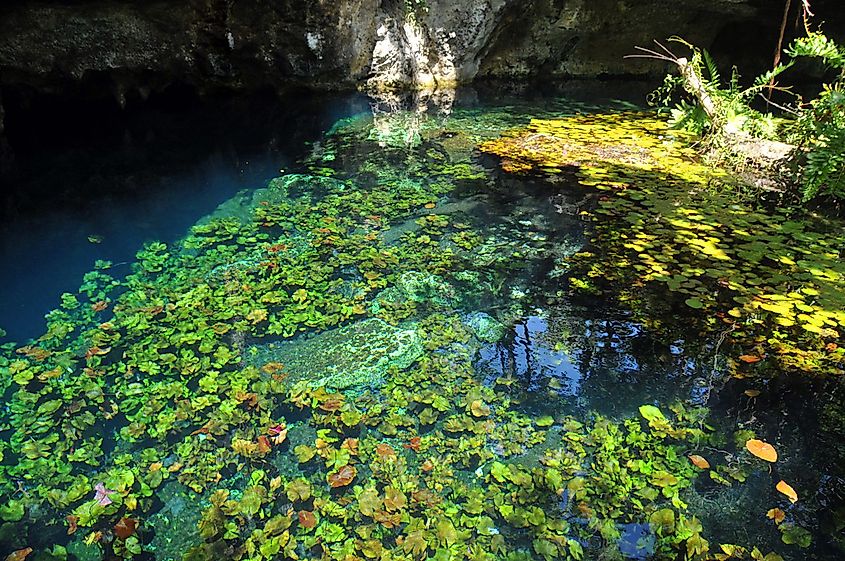 Grand Cenote, Tulum, By anjči from London, UK - Grand Cenote, TulumUploaded by Alfie↑↓©, CC BY 2.0, https://commons.wikimedia.org/w/index.php?curid=12668173