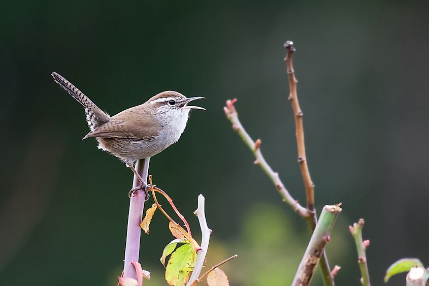 A Bewick’s Wren sings from atop a rose bush