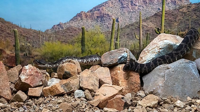An Arizona black rattlesnake in the Arizona desert