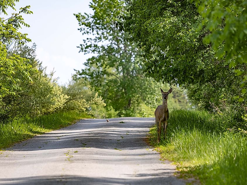 One of many quiet, rural side roads north of Oshawa. Photo credit: Brendan Cane 