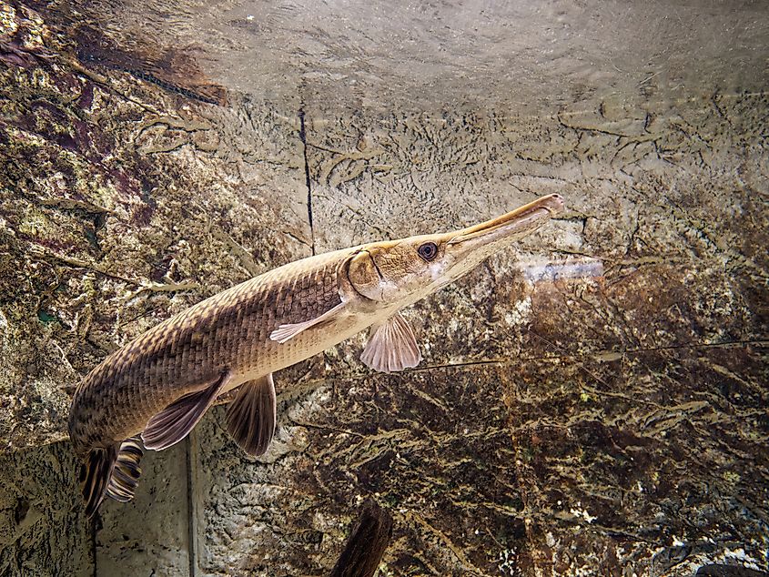 An alligator gar underwater, showing its long snout and tooth-filled jaws