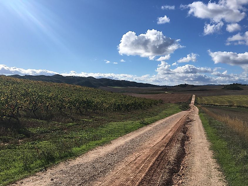 A long dirt country road passes by green vineyards. The sky is blue and the sun is shining. 