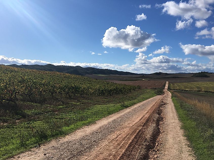 A long dirt country road passes by green vineyards. The sky is blue and the sun is shining. 