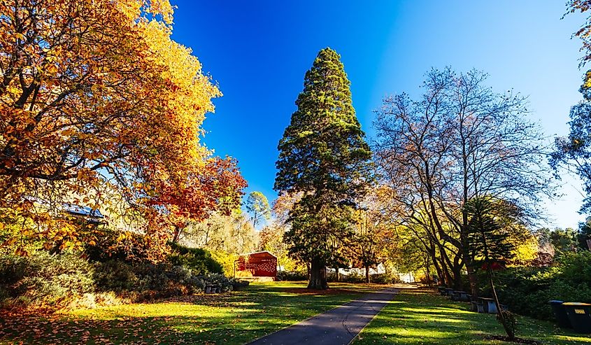 Landscape around Hepburn Springs Reserve on a cool late autumn morning in Hepburn, Victoria, Australia.