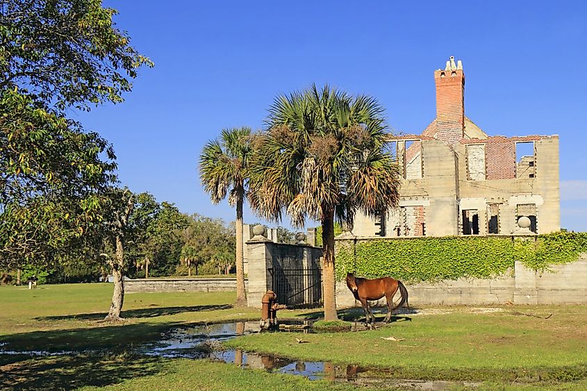 Wild Horse in front of Dungeness Ruins Historical Site, Cumberland Island National Seashore, Georgia