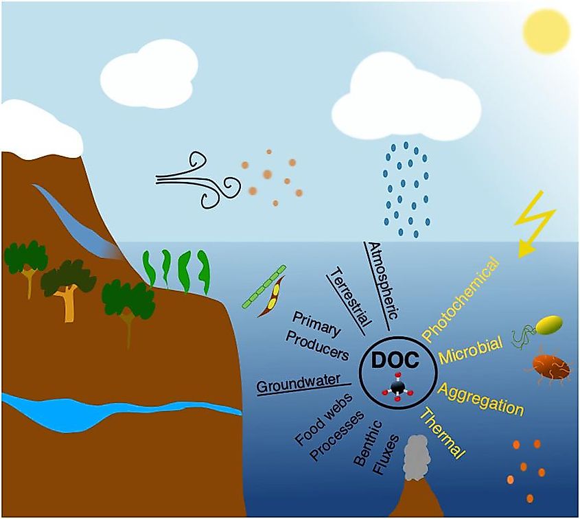 Source of dissolved oxygen in the ocean.