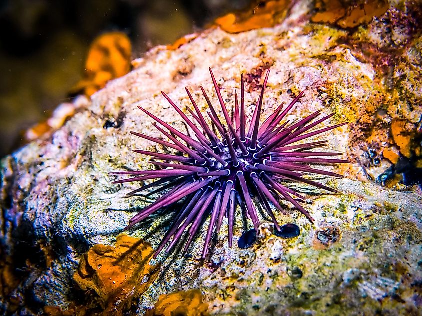 A purple sea urchin on a rock.