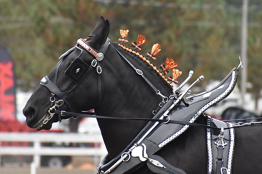 Draft horse at the Fryeburg Fair in Maine.