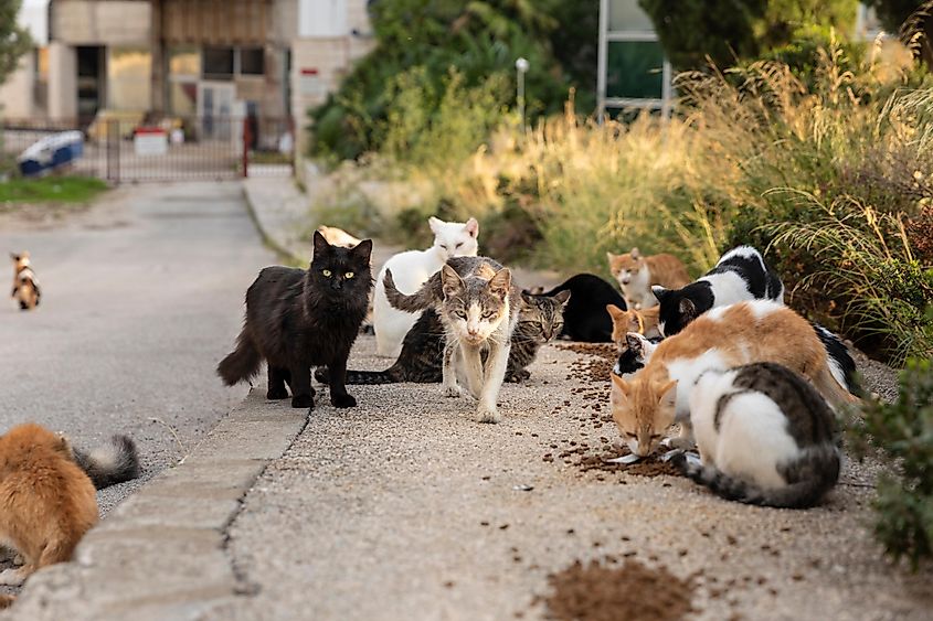 Stray cats feeding in the street